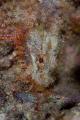   Beautiful scorpionfish  